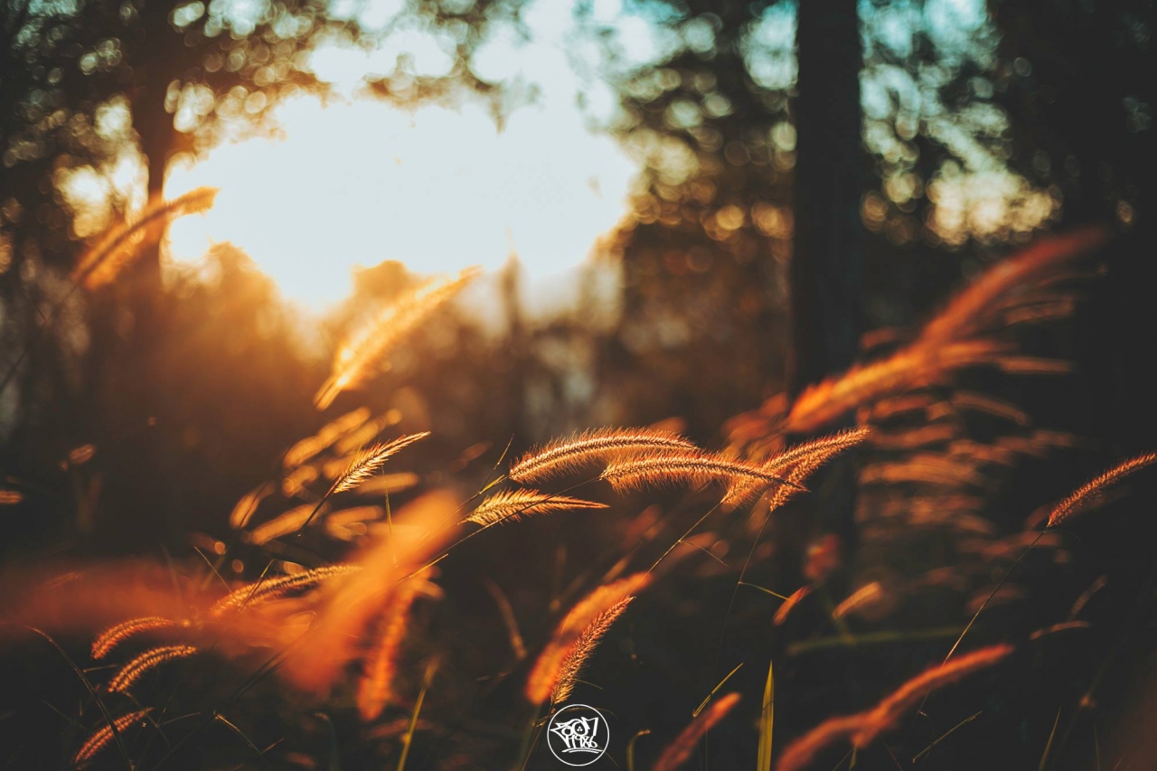 ดอยเสมอดาว