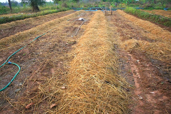 การปลูกแตงโมไร้สารพิษ เพิ่มผลผลิตด้วยปุ๋ยอินทรีย์