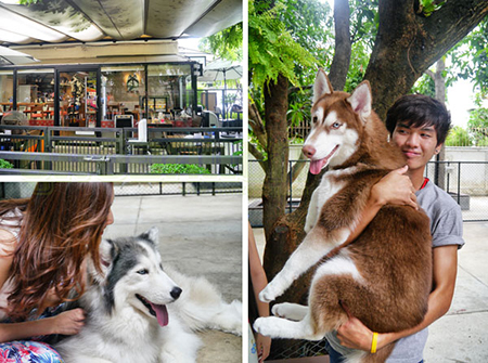 True Love Cafe คาเฟ่ของคนรักไซบีเรียนฮัสกี ในซอยอารีย์สัมพันธ์ 2