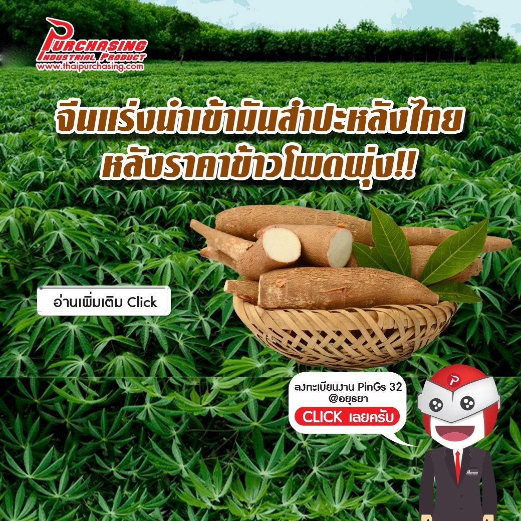 จีนแร่งนำเข้ามันสำปะหลังไทย หลังราคาข้าวโพดพุ่ง