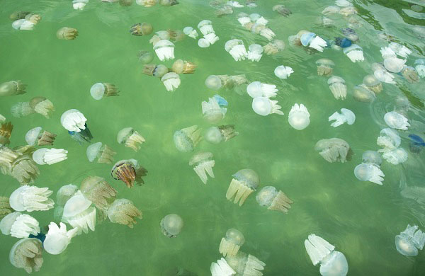 เทศกาลชมแมงกะพรุนหลากสี 2558 มหัศจรรย์แห่งท้องทะเลตราด