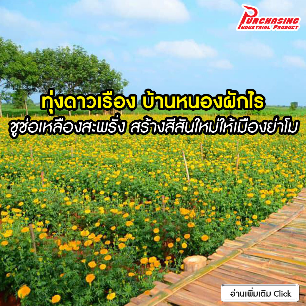 ทุ่งดาวเรือง บ้านหนองผักไร ชูช่อเหลืองสะพรั่ง สร้างสีสันใหม่ให้เมืองย่าโม