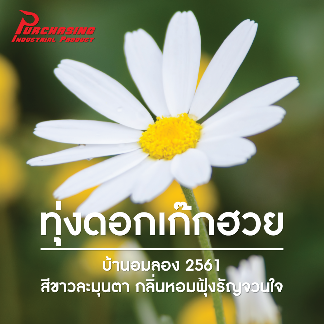 ทุ่งดอกเก๊กฮวย บ้านอมลอง 2561 สีขาวละมุนตา กลิ่นหอมฟุ้งรัญจวนใจ