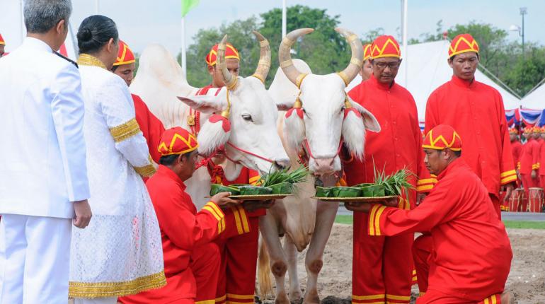 พืชมงคล ปี 58 พระโคกิน งา-หญ้า น้ำบริบูรณ์พอควร 
