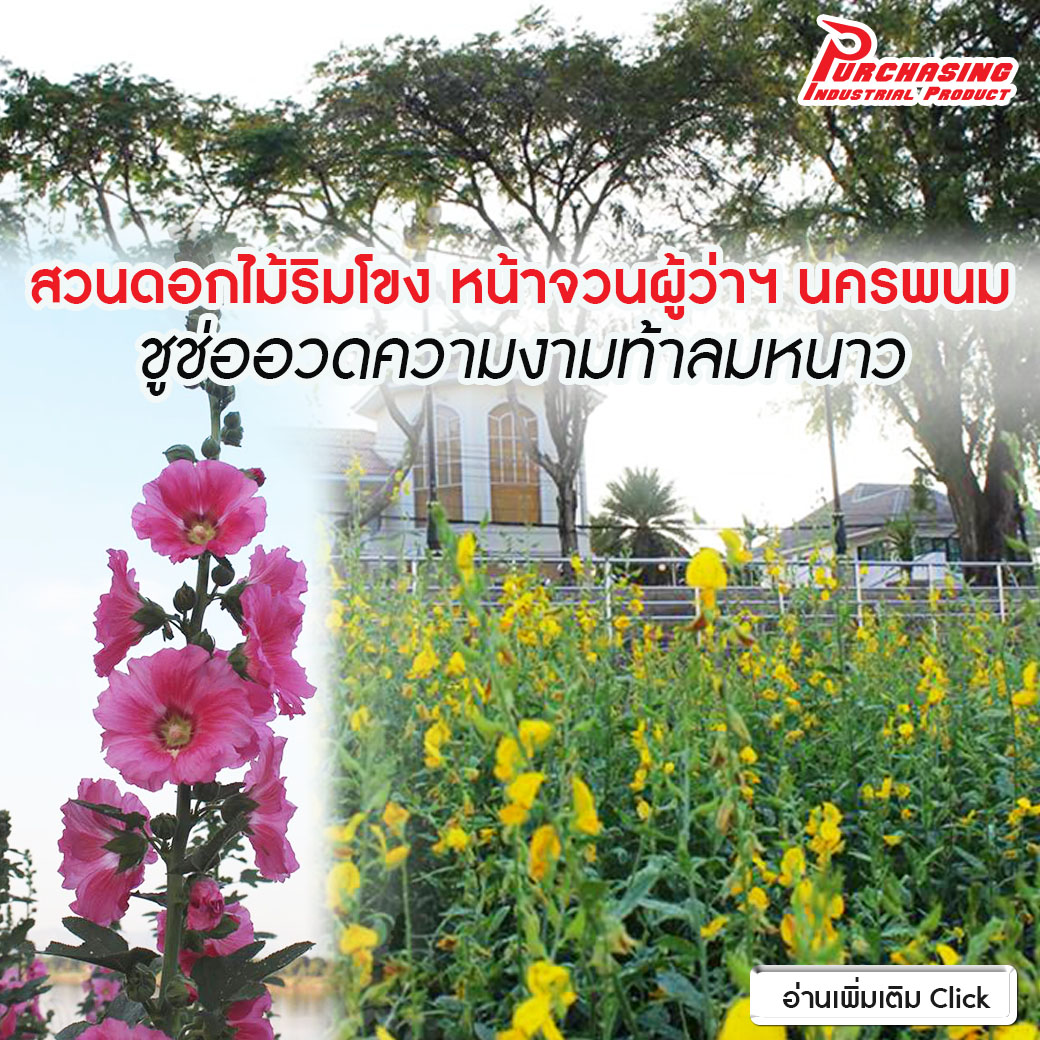 สวนดอกไม้ริมโขง หน้าจวนผู้ว่าฯ นครพนม ชูช่ออวดความงามท้าลมหนาว