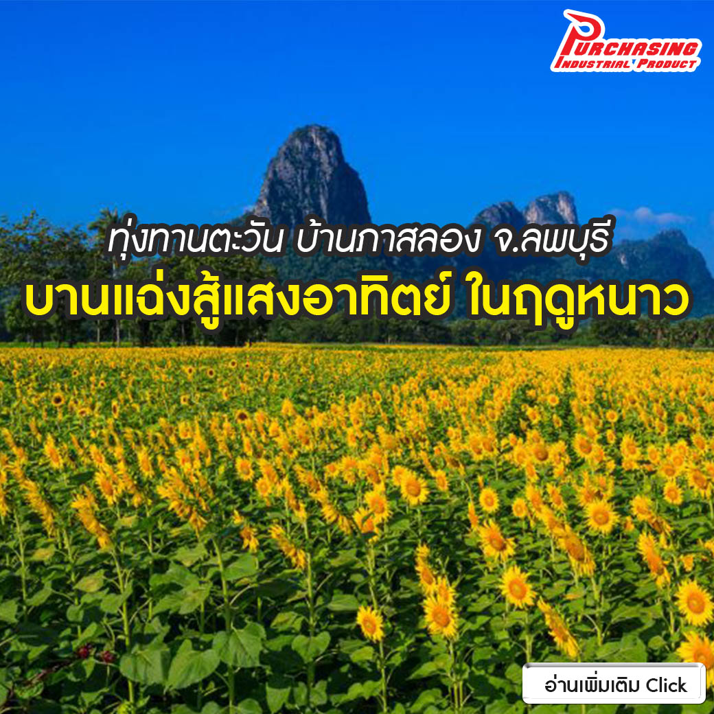 ทุ่งทานตะวัน บ้านภาสลอง จ.ลพบุรี บานแฉ่งสู้แสงอาทิตย์ ในฤดูหนาว