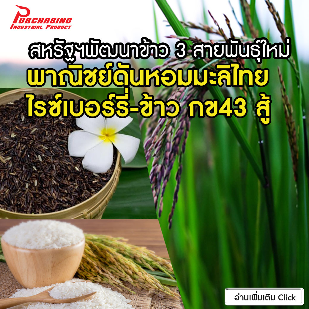สหรัฐฯพัฒนาข้าว 3 สายพันธุ์ใหม่ พาณิชย์ดันหอมมะลิไทย-ไรซ์เบอร์รี่-ข้าว กข43 สู้