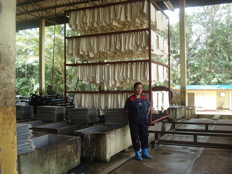 ยางไทยเนื้อหอม ทั่วโลกรุมซื้อ