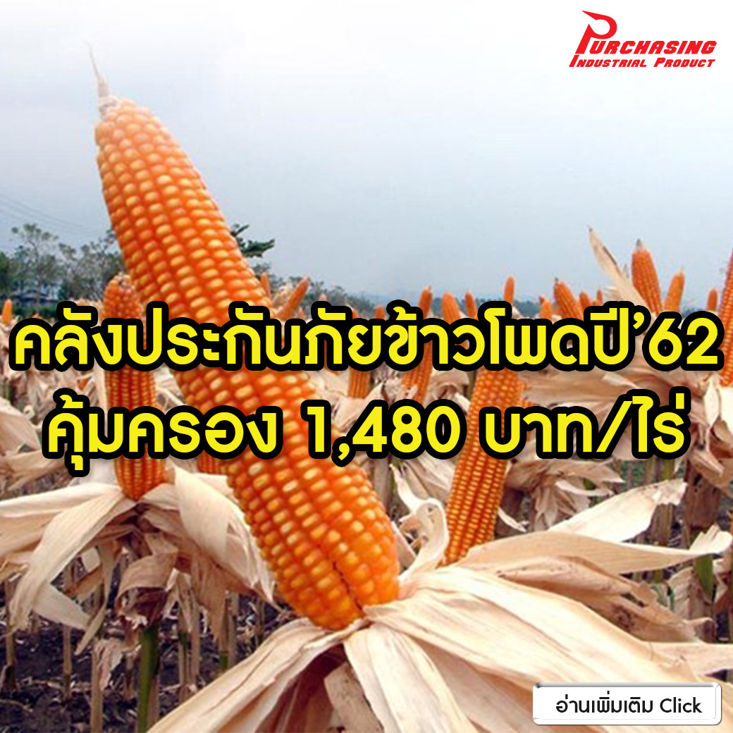 คลังประกันภัยข้าวโพดปี’62 คุ้มครอง1,480บาท/ไร่
