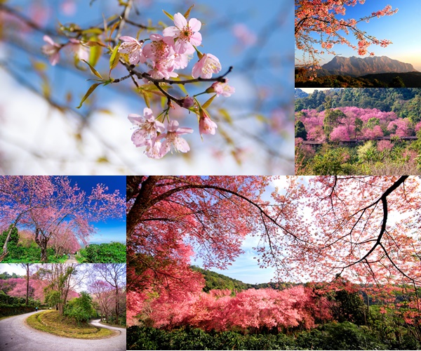 เช็กลิสต์ 10 สถานที่ชมดอกนางพญาเสือโคร่งแบบฉ่ำใจ