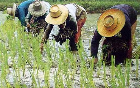 ความสำคัญของการเกษตร