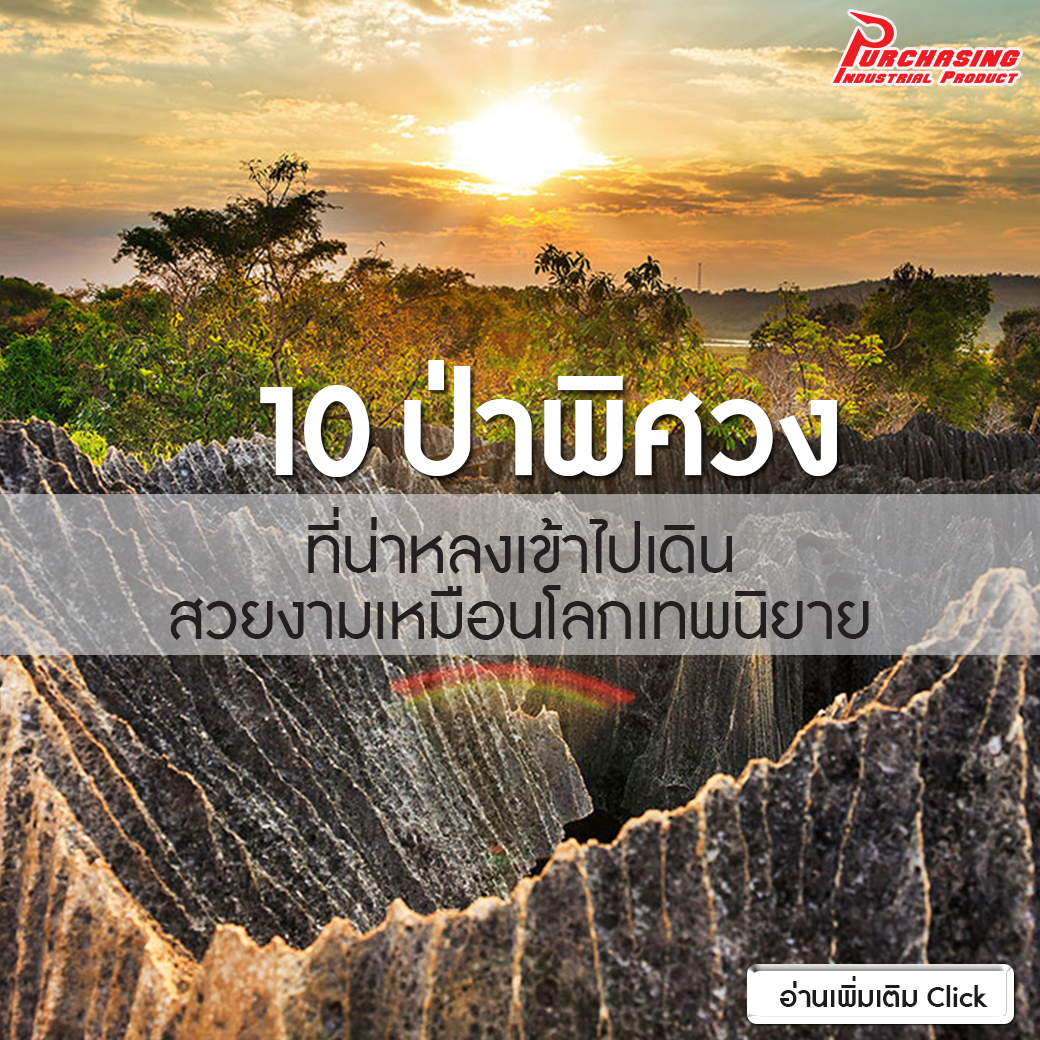 10 ป่าพิศวง ที่น่าหลงเข้าไปเดิน สวยงามเหมือนโลกเทพนิยาย