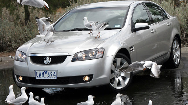 5 เทคนิค จัดการขี้นก ก่อนสีรถจะเสียหาย