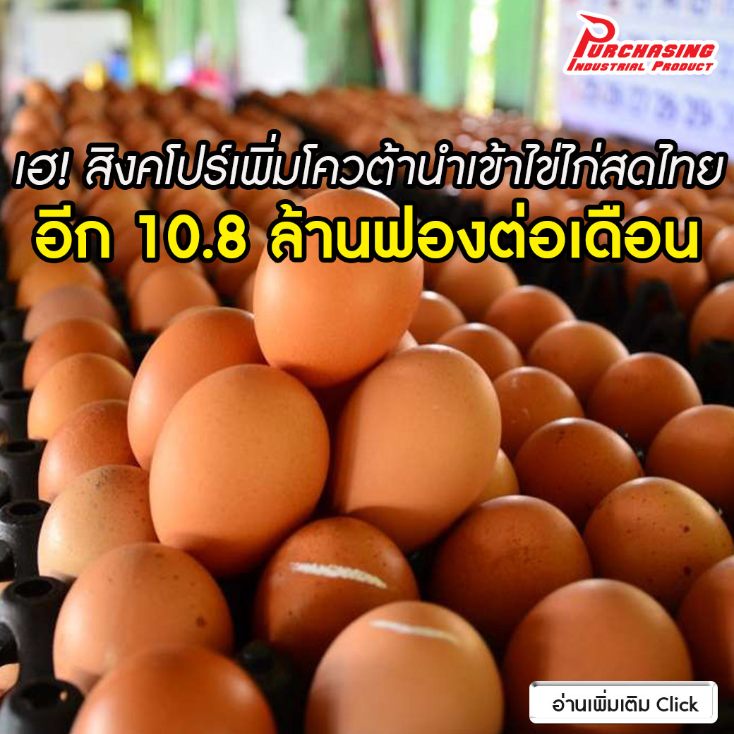 เฮ! สิงคโปร์เพิ่มโควต้าเพื่อนำเข้าไข่ไก่สดไทยอีก 10.8 ล้านฟองต่อเดือน