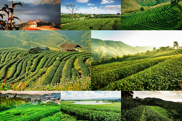 รวมไร่ชาวิวสวย บรรยากาศดี หนาวนี้น่าไปเยือน !