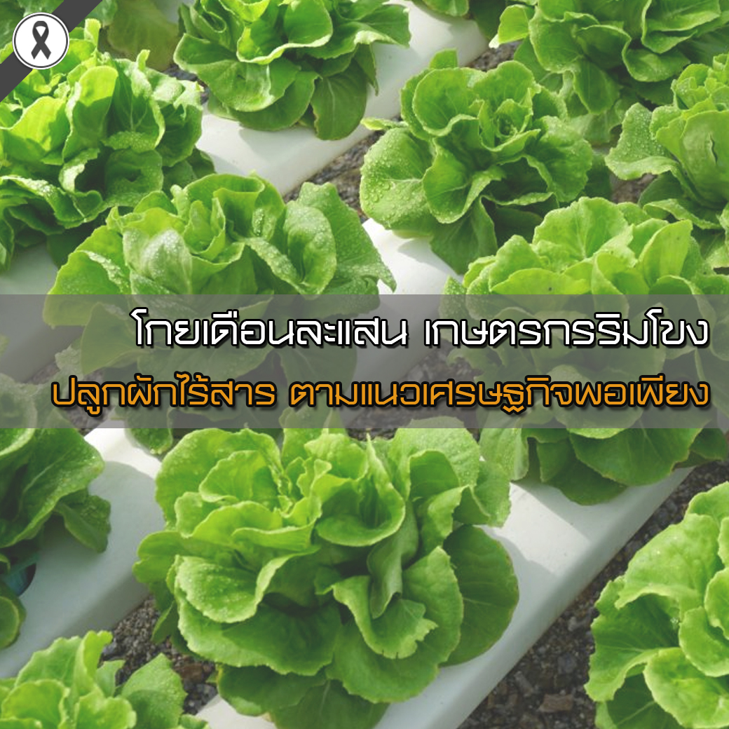 โกยเดือนละแสน เกษตรกรริมโขง ปลูกผักไร้สาร ตามแนวเศรษฐกิจพอเพียง