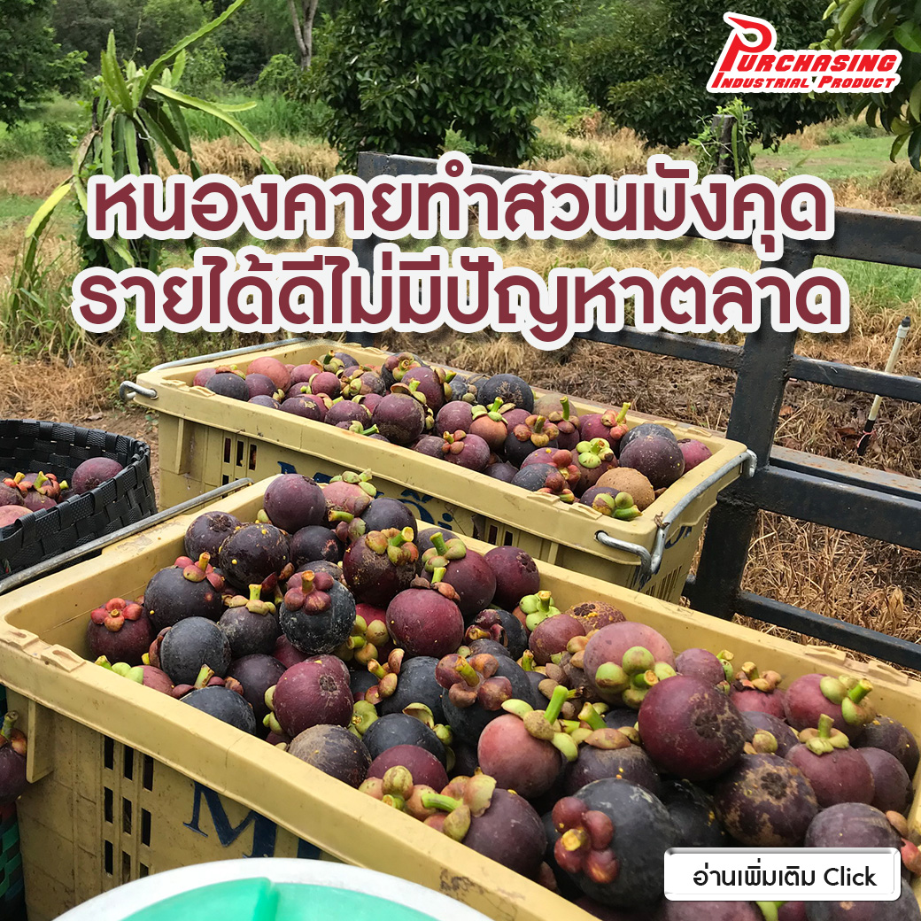 “หนองคาย” ทำสวนมังคุดรายได้ดีไม่มีปัญหาตลาด