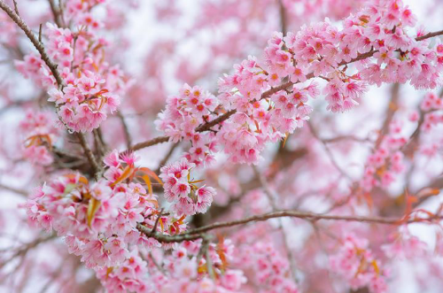 10 สถานที่ชมดอกนางพญาเสือโคร่ง รับวาเลนไทน์