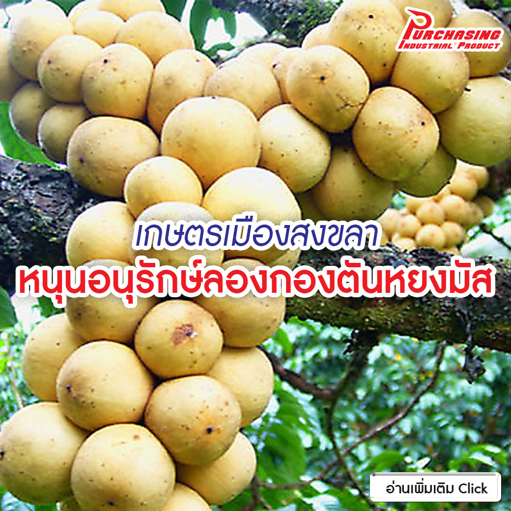 เกษตรเมืองสงขลาหนุนอนุรักษ์ลองกองตันหยงมัส