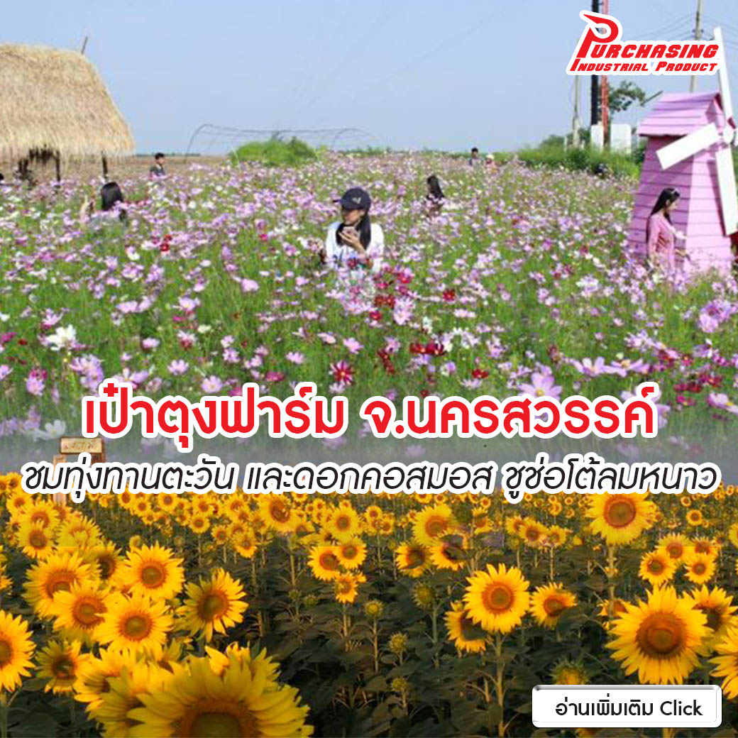เป๋าตุงฟาร์ม จ.นครสวรรค์ ชมทุ่งทานตะวัน และดอกคอสมอส ชูช่อโต้ลมหนาว