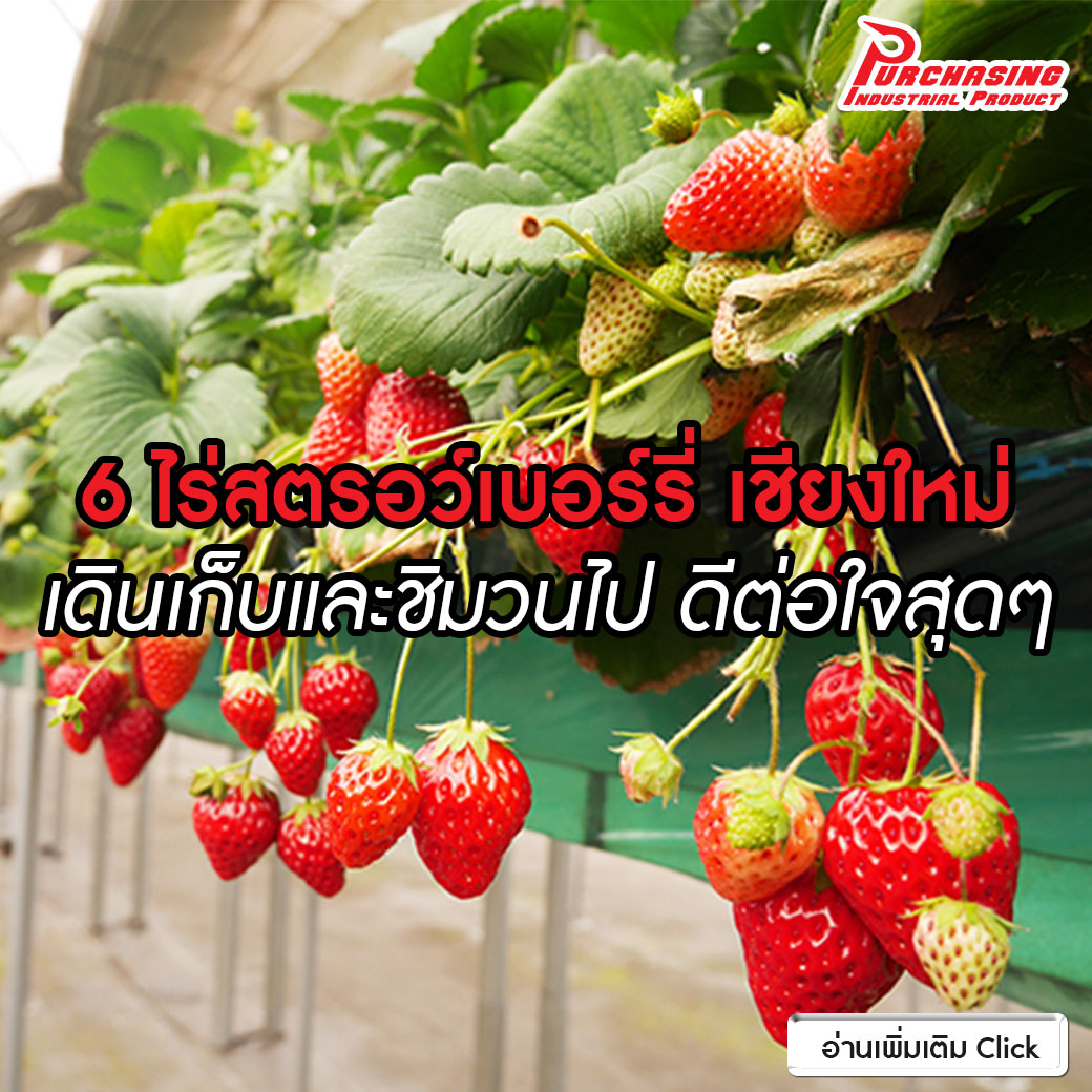 6 ไร่สตรอว์เบอร์รี่ เชียงใหม่ เดินเก็บและชิมวนไป ดีต่อใจสุดๆ