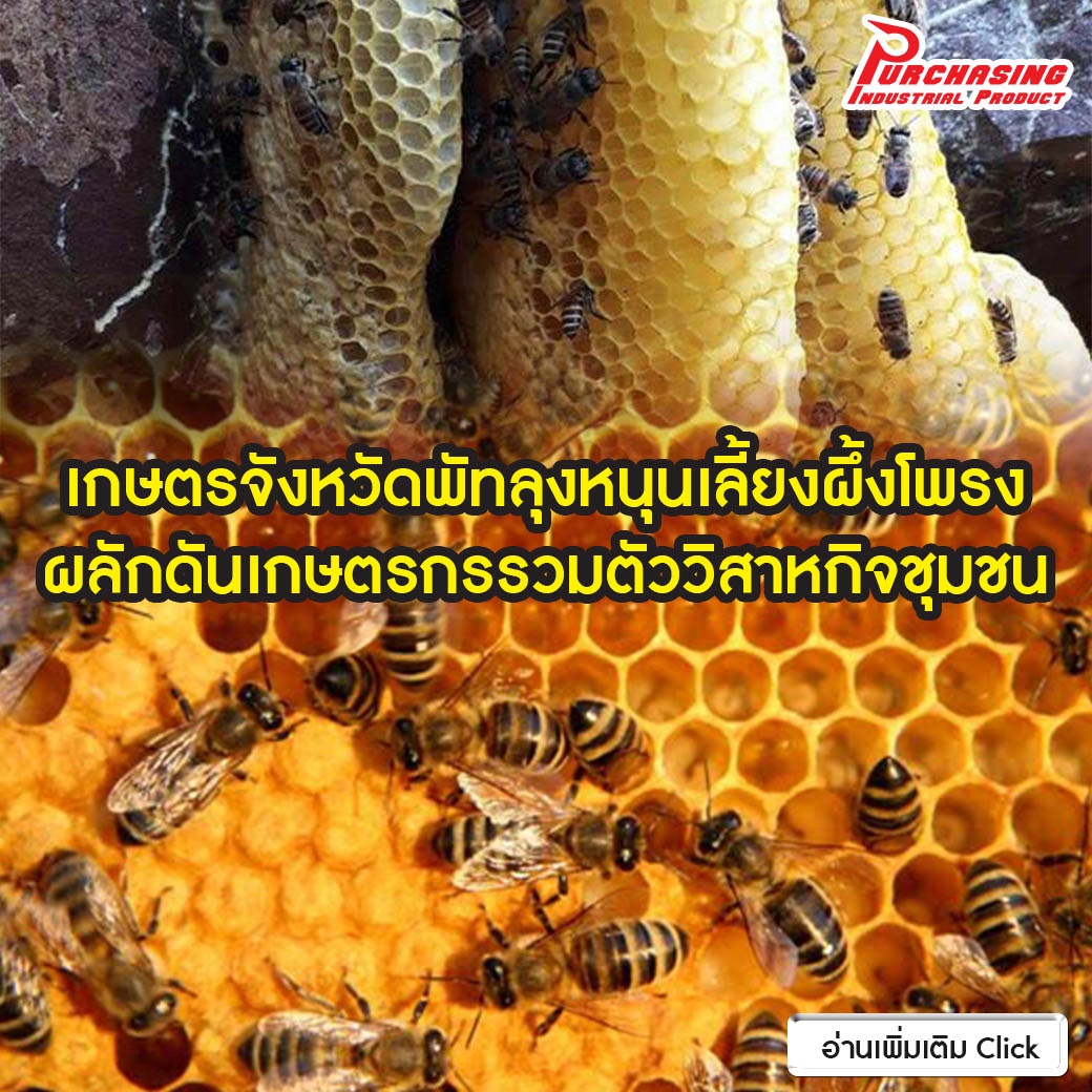 เกษตรจังหวัดพัทลุงหนุนเลี้ยงผึ้งโพรง ผลักดันเกษตรกรรวมตัววิสาหกิจชุมชน