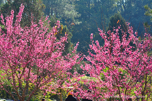 ซากุระเมืองไทย ดอยอ่างขาง