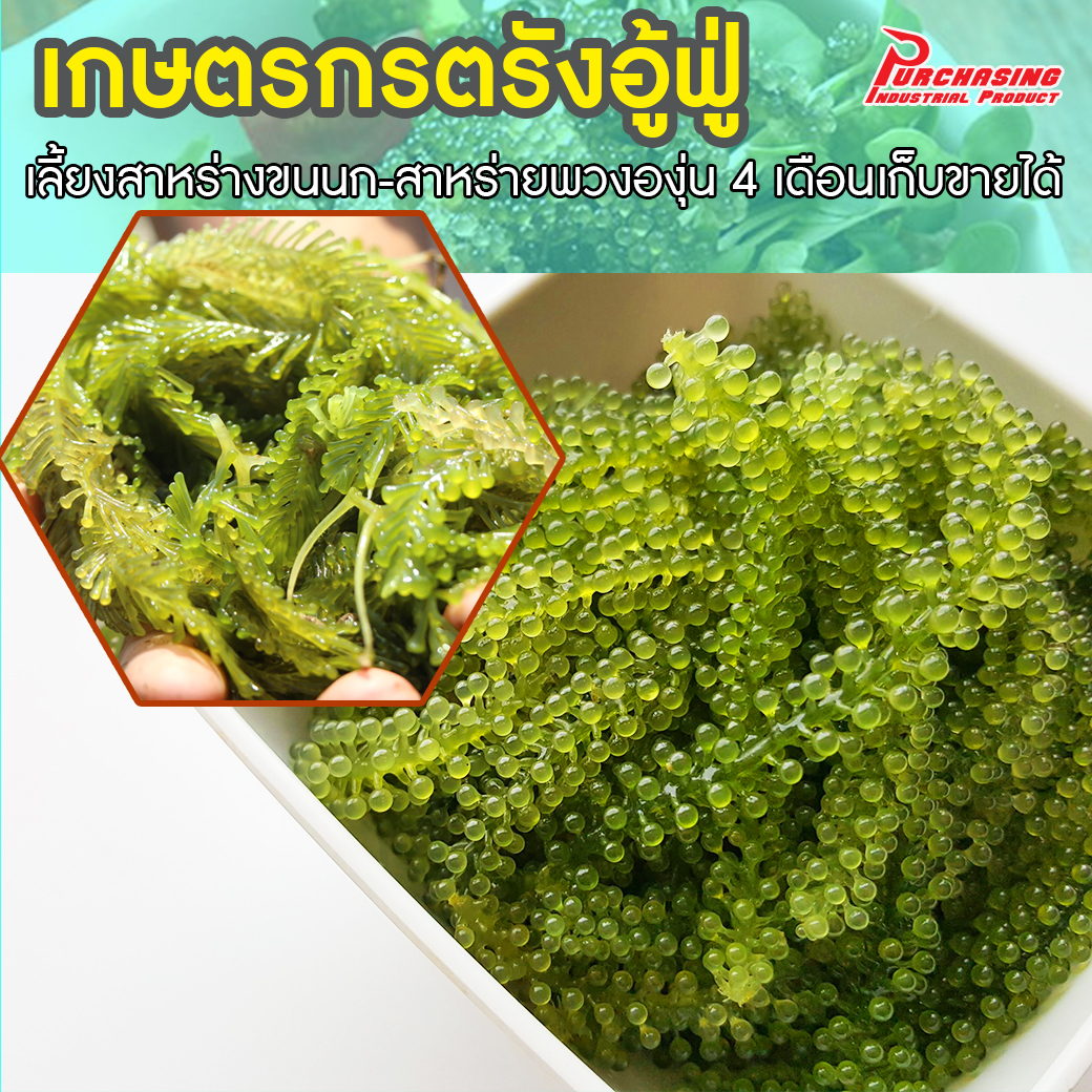 เกษตรกรตรังอู้ฟู่ เลี้ยงสาหร่ายขนนก-สาหร่ายพวงองุ่น 4 เดือนเก็บขายได้