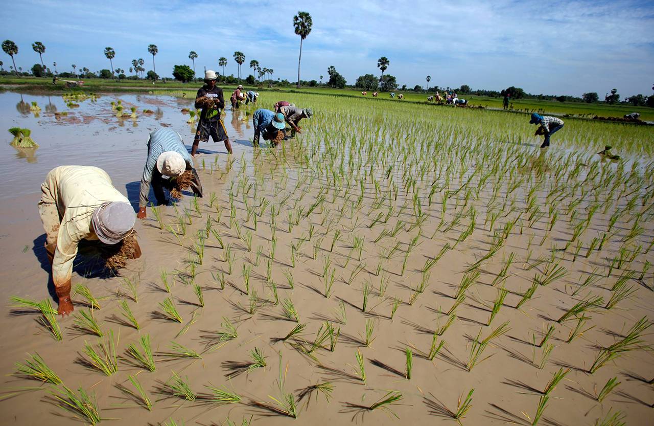 รัฐบาลบิ๊กตู่ เข้ามาจัดการภาระหนี้ที่เกิดจากโครงการรับจำนำข้าว โดยให้เงินช่วยเหลือไร่ละ 1,000 บาท แก่ชาวนา