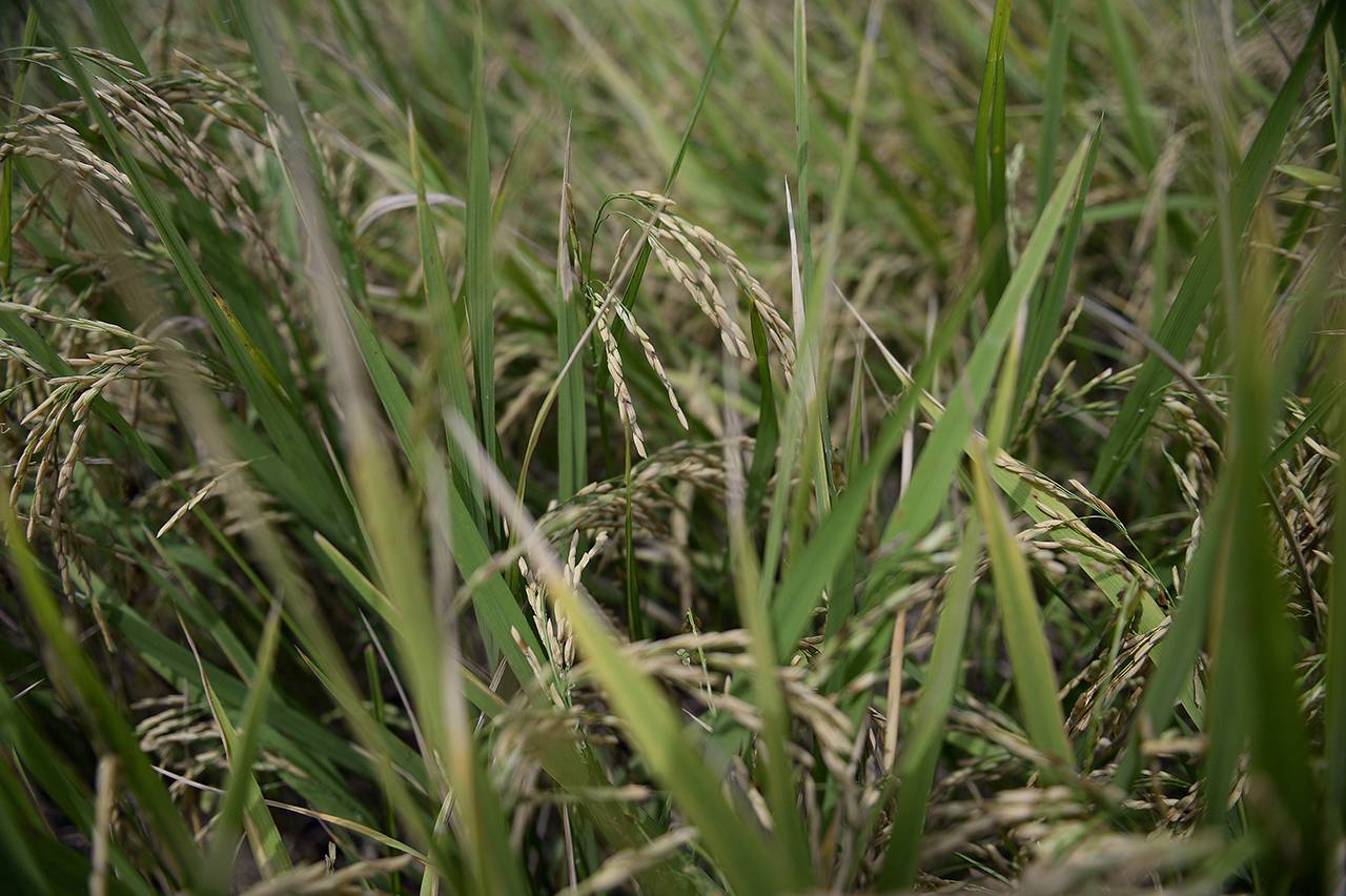 การปิดบัญชีโครงการรับจำนำข้าวเปลือก พบว่า มียอดขาดทุนจากโครงการดังกล่าวถึง 700,000 ล้านบาท