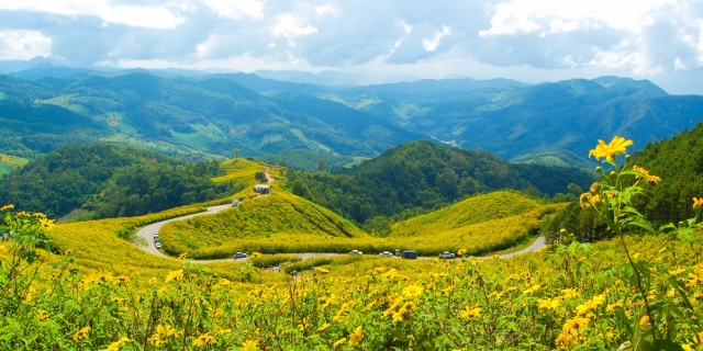 ทุ่งบัวตองบาน ดอยแม่อูคอ