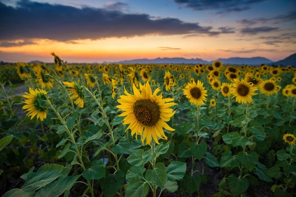 ทุ่งทานตะวัน จังหวัดลพบุรี