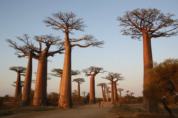 แอฟริกาใต้ (South Africa)