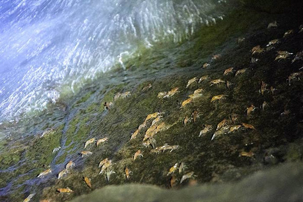 “กุ้งเดินขบวน“  @ แก่งลำดวน จ.อุบล