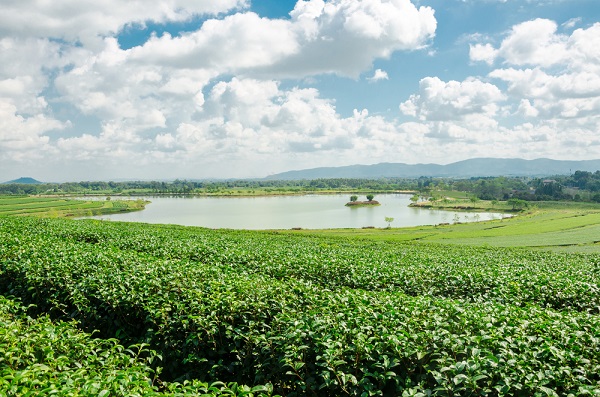 ไร่บุญรอด จังหวัดเชียงราย