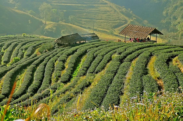 ไร่ชา 2000 จังหวัดเชียงใหม่