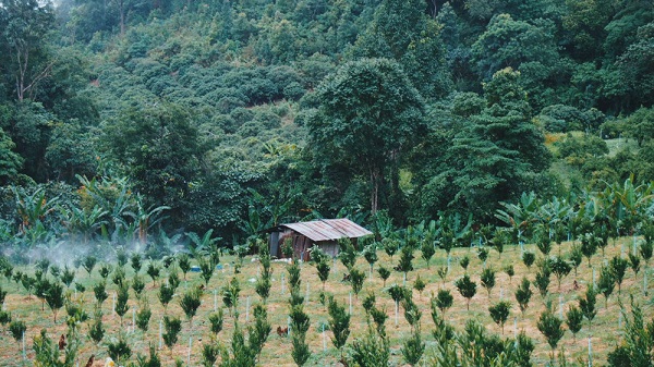 Walk Camp In Organic Farm จังหวัดเชียงใหม่