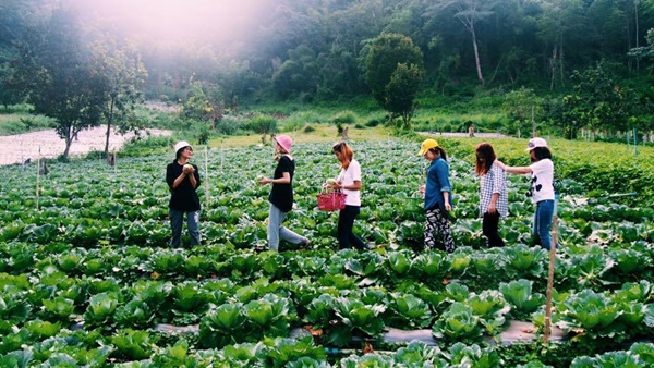 Walk Camp In Organic Farm จังหวัดเชียงใหม่