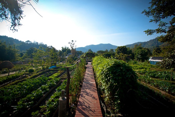 บ้านทุ่งละคร ออแกนิกส์ ฟาร์มสเตย์ by ภูซอมพอ