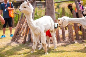 One day trip ราชบุรี , ฟาร์มอัลปาก้า , เที่ยวใกล้กรุงเทพ , เที่ยวธรรมชาติ