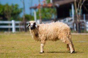 One day trip ราชบุรี , ฟาร์มอัลปาก้า , เที่ยวใกล้กรุงเทพ , เที่ยวธรรมชาติ