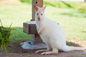 One day trip ราชบุรี , ฟาร์มอัลปาก้า , เที่ยวใกล้กรุงเทพ , เที่ยวธรรมชาติ