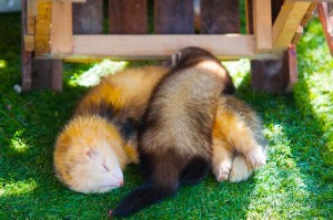 One day trip ราชบุรี , ฟาร์มอัลปาก้า , เที่ยวใกล้กรุงเทพ , เที่ยวธรรมชาติ