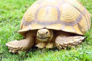 One day trip ราชบุรี , ฟาร์มอัลปาก้า , เที่ยวใกล้กรุงเทพ , เที่ยวธรรมชาติ