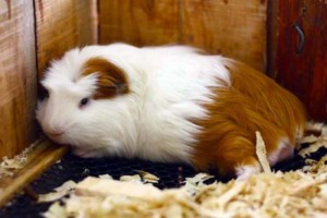 One day trip ราชบุรี , ฟาร์มอัลปาก้า , เที่ยวใกล้กรุงเทพ , เที่ยวธรรมชาติ