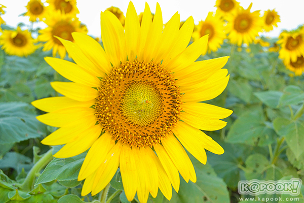 สวยอลังการ...ดอกทานตะวันบานสะพรั่งเต็มท้องทุ่งลพบุรี