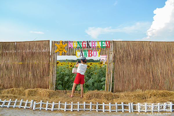 สวยอลังการ...ดอกทานตะวันบานสะพรั่งเต็มท้องทุ่งลพบุรี