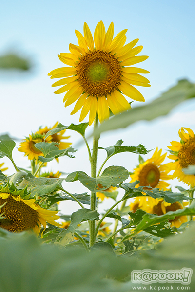 สวยอลังการ...ดอกทานตะวันบานสะพรั่งเต็มท้องทุ่งลพบุรี