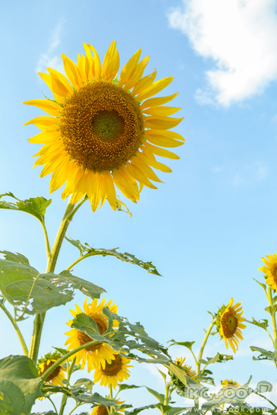 สวยอลังการ...ดอกทานตะวันบานสะพรั่งเต็มท้องทุ่งลพบุรี