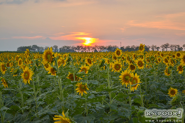 สวยอลังการ...ดอกทานตะวันบานสะพรั่งเต็มท้องทุ่งลพบุรี